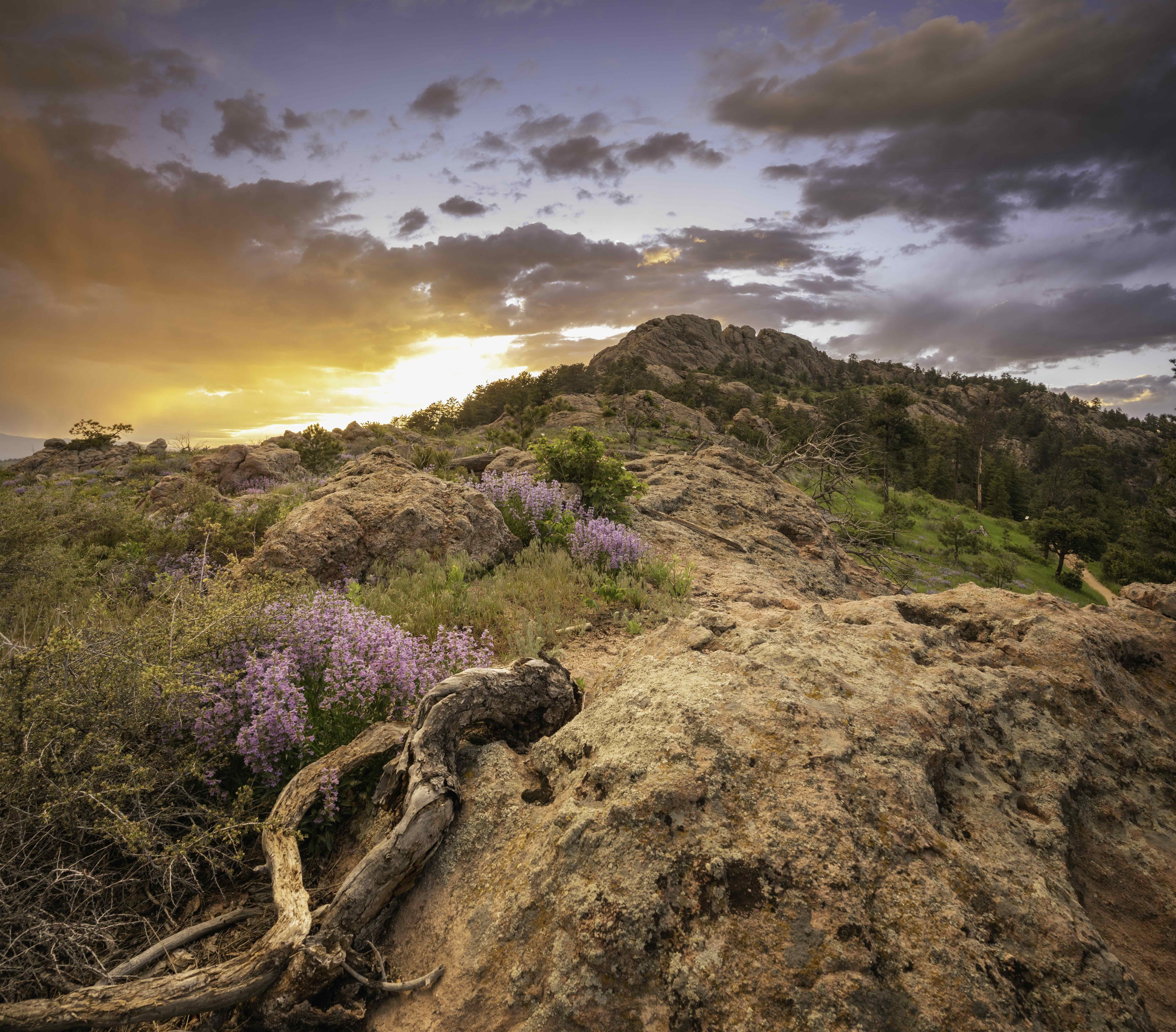 Awakening Foothills