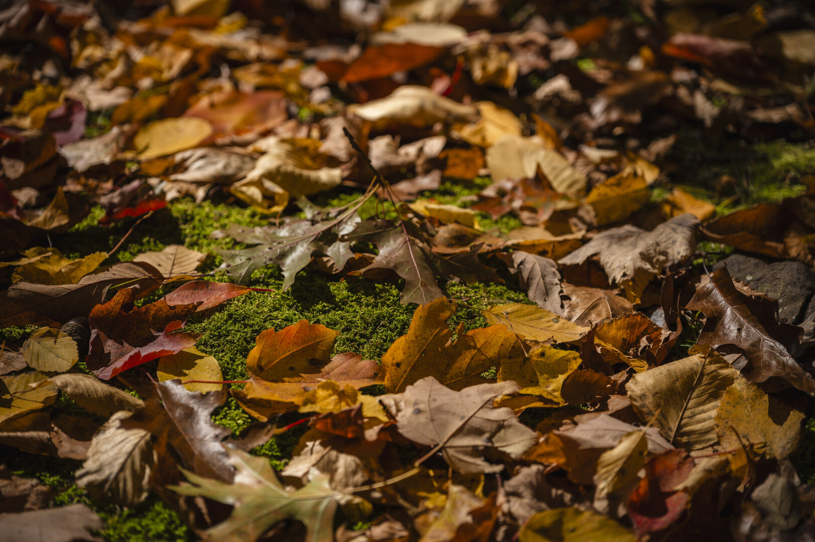 Autumn's Carpet