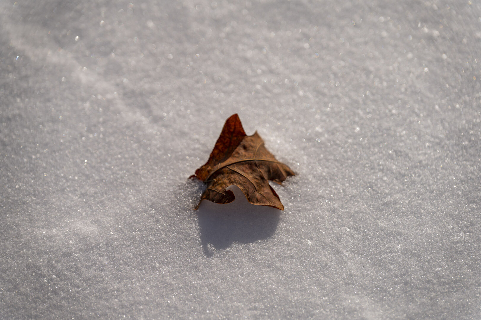Solitude in White