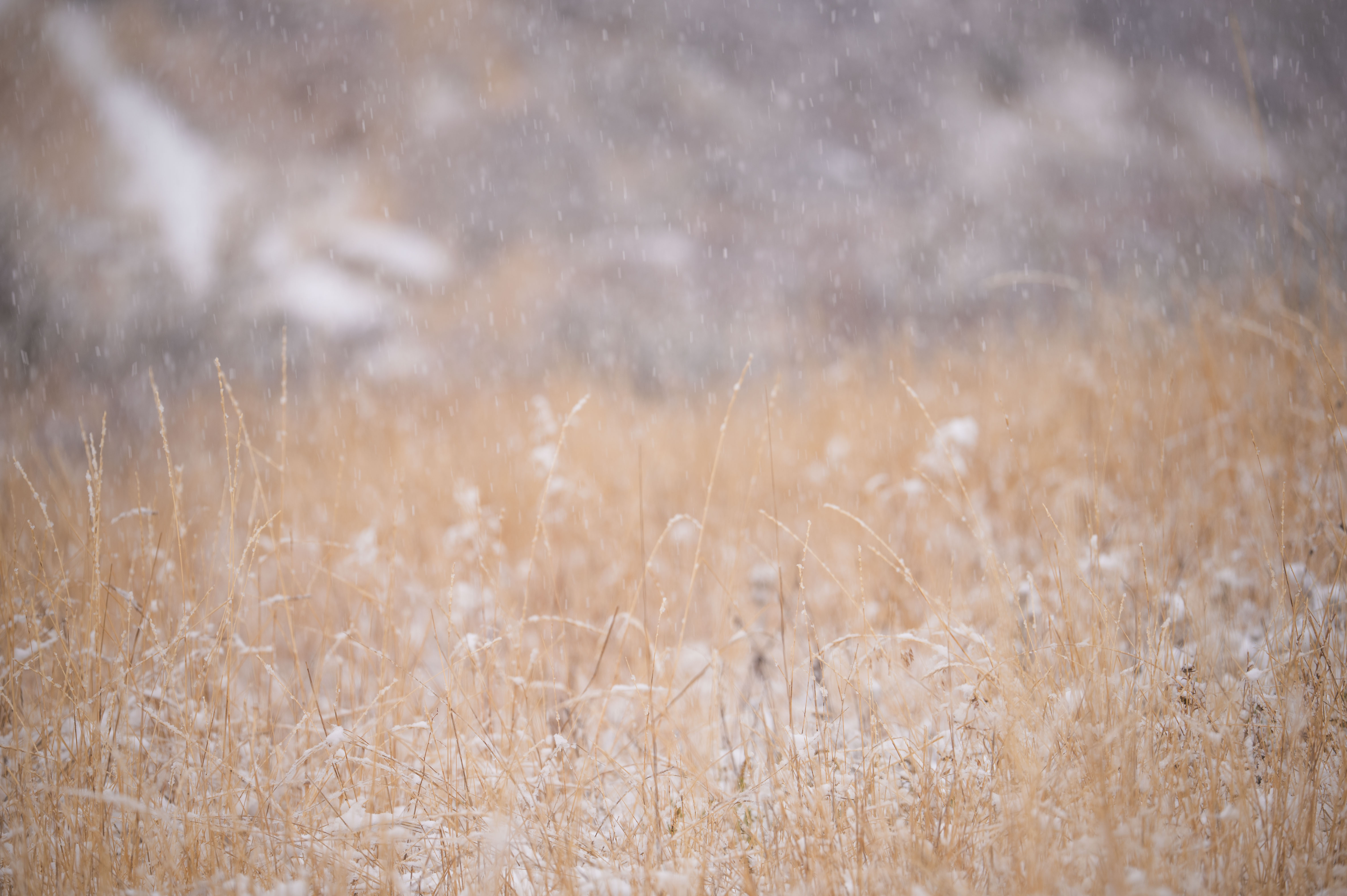 Pale winter grasses standing in falling snow